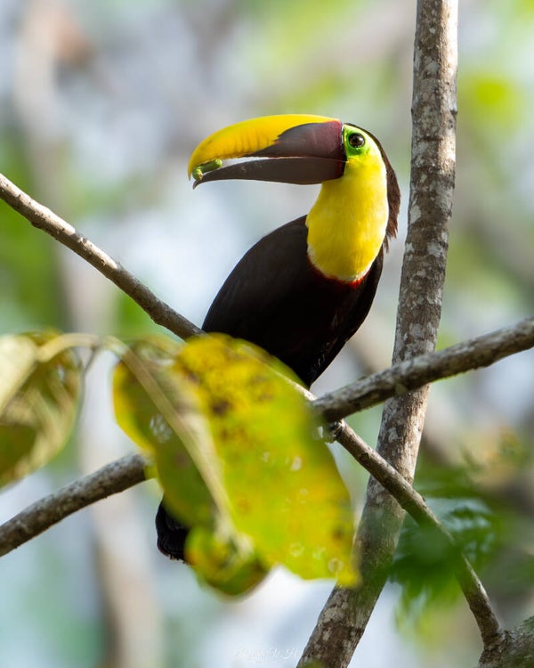 Yellow-throated toucan - zwartsnaveltoekan