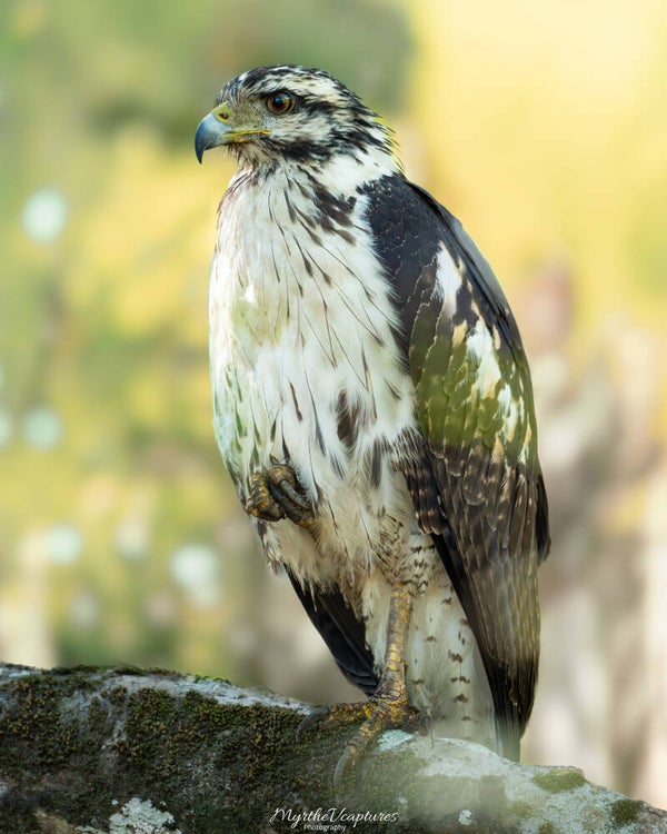 Common Black Hawk - zwarte buizerd