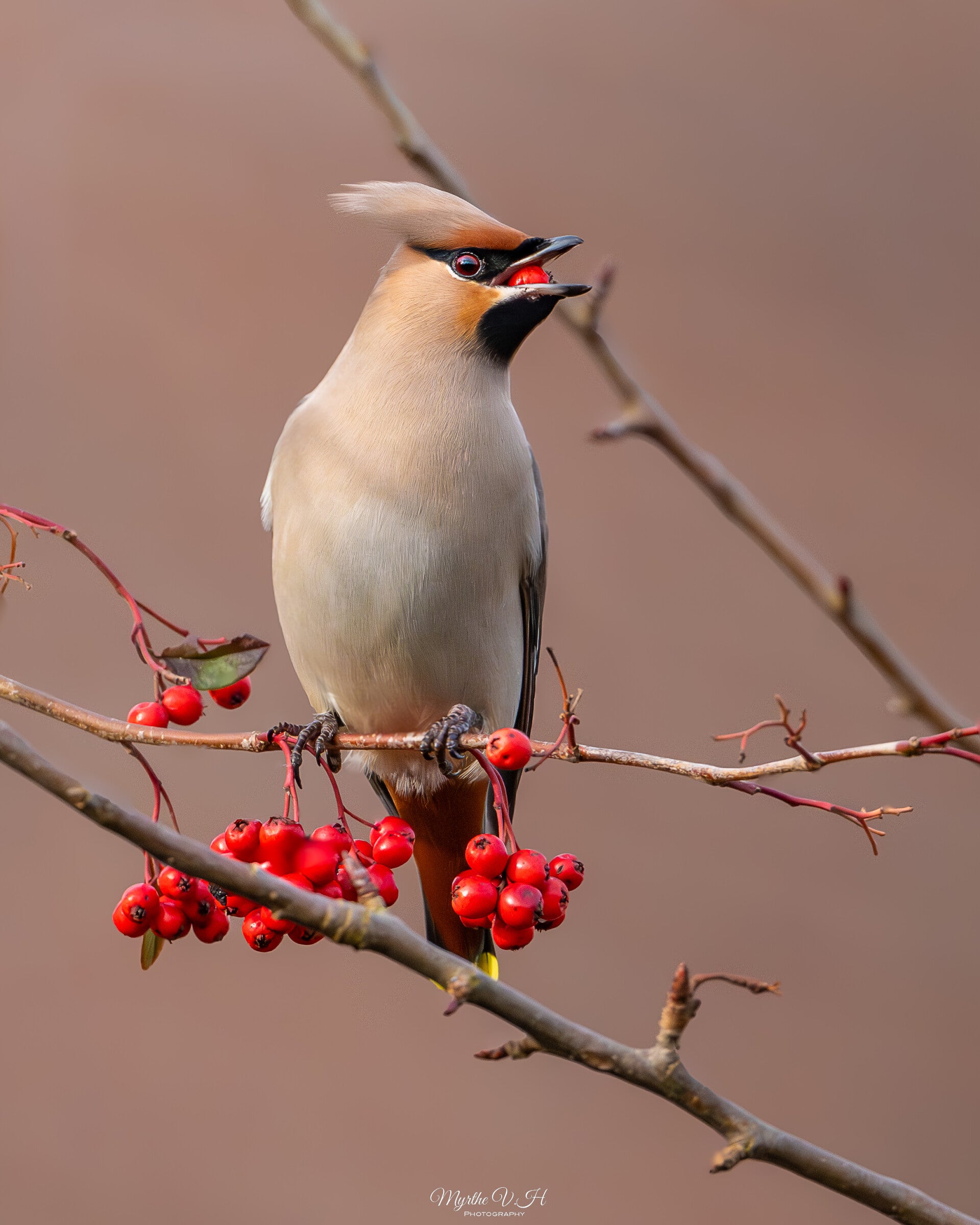 Waxwing - pestvogel
