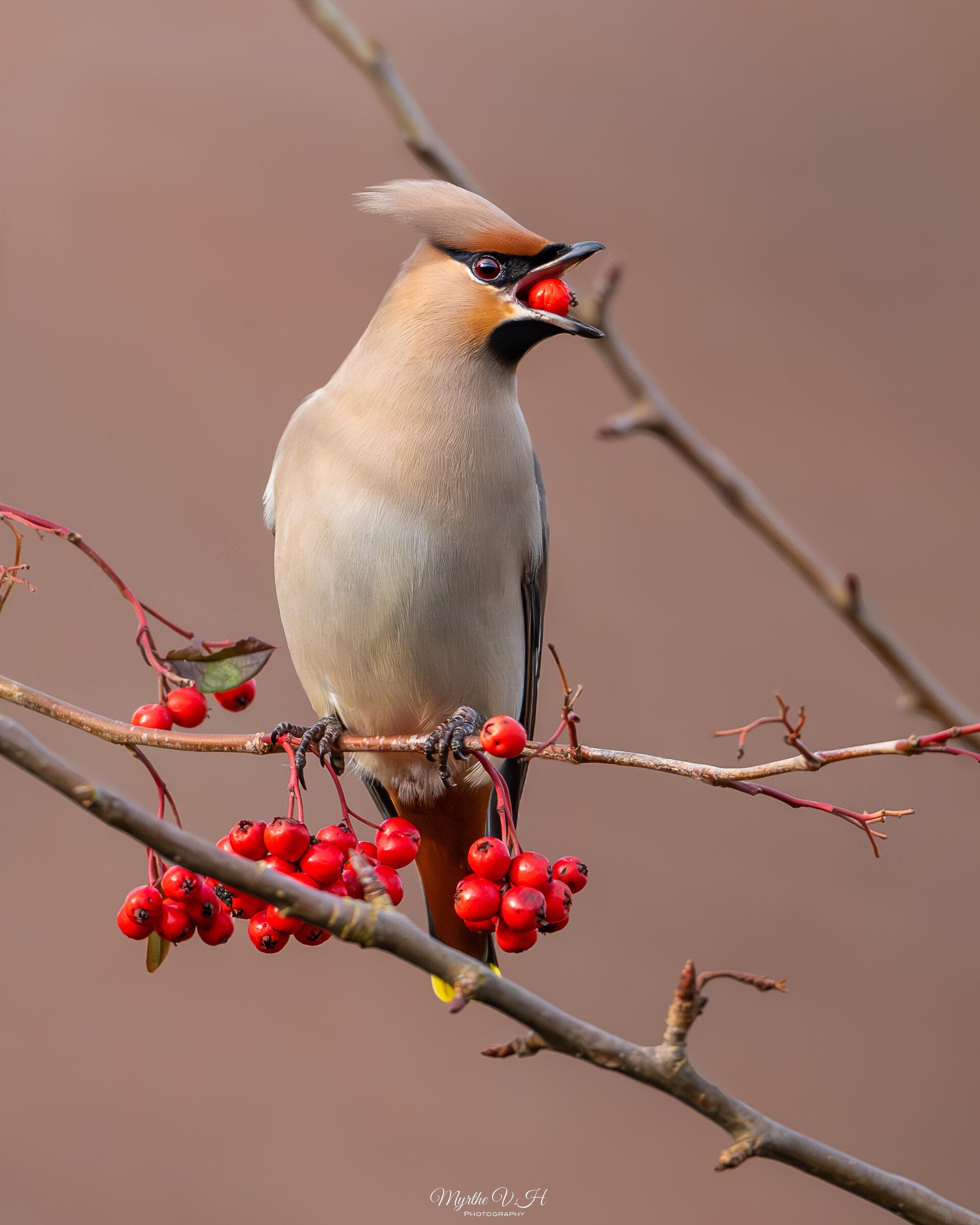 Waxwing - pestvogel