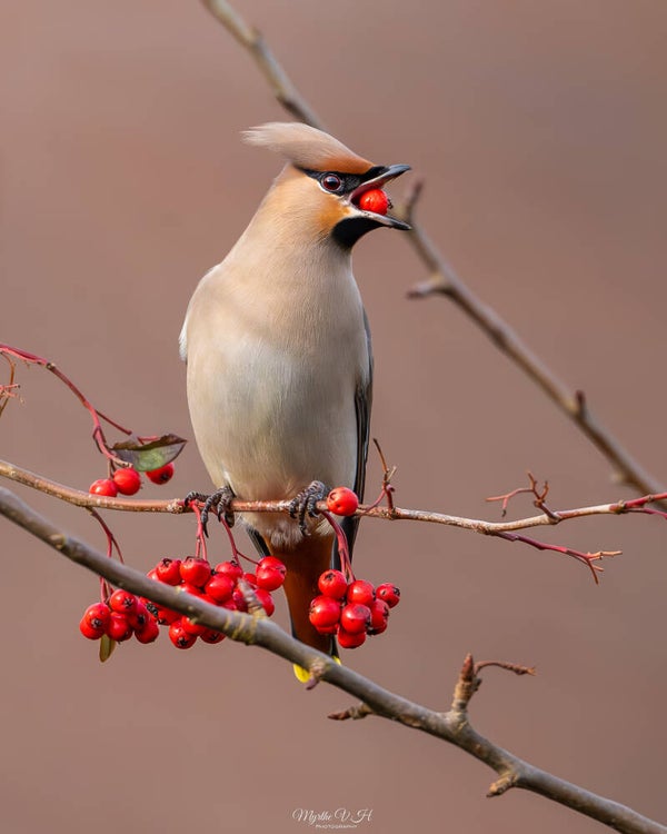 Waxwing - pestvogel