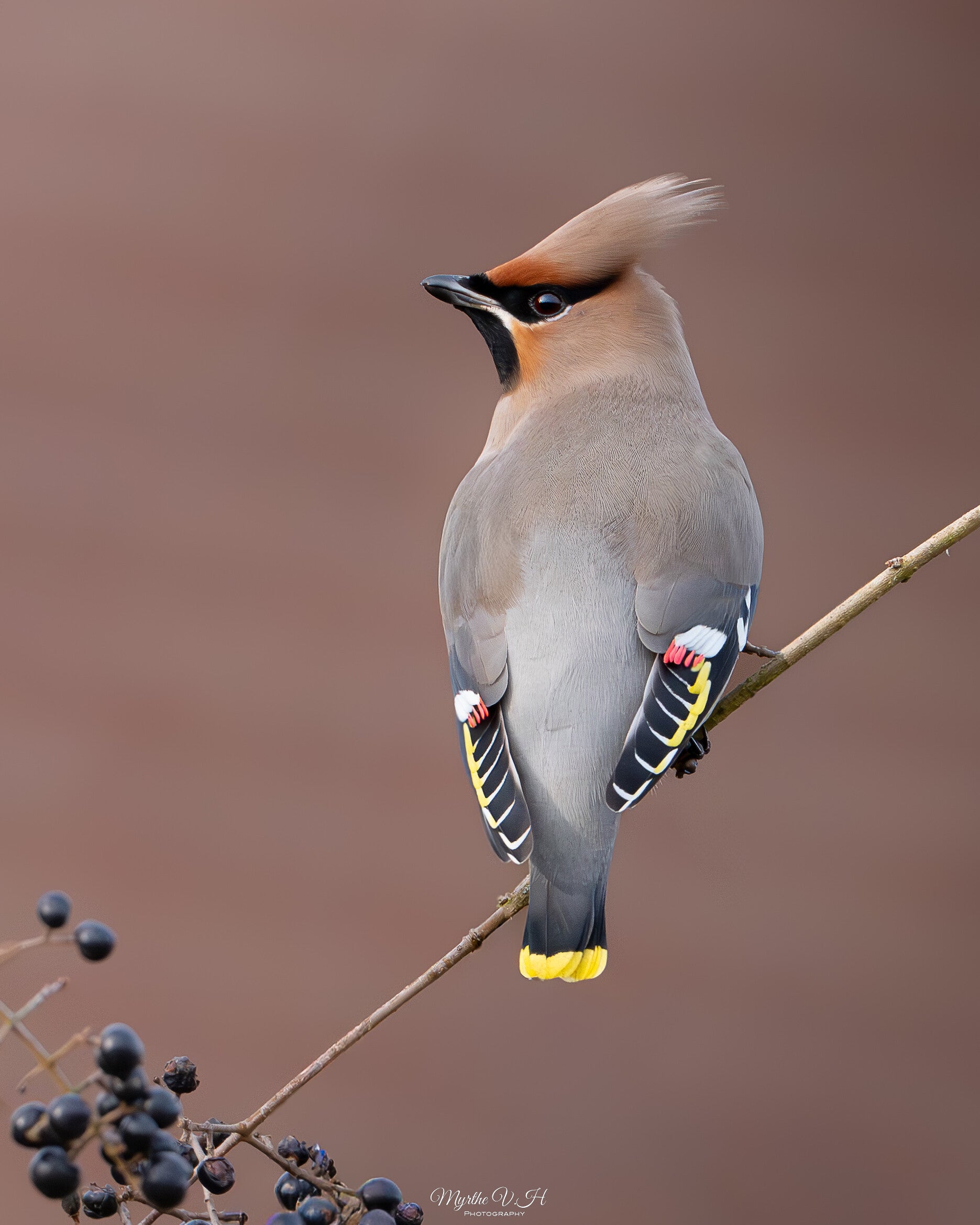 Waxwing - pestvogel