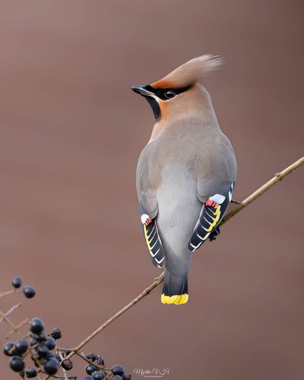 Waxwing - pestvogel