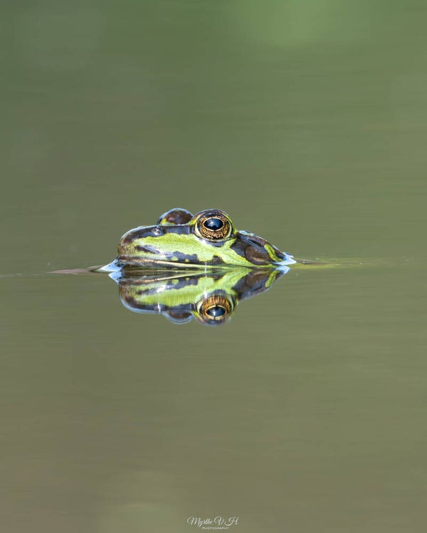 Pool frog - Poel kikker