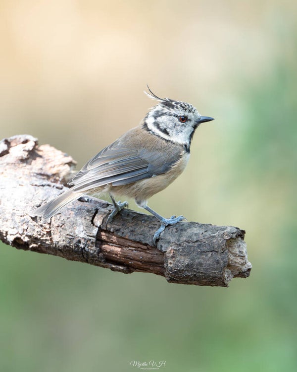 Crested tit - kuifmees