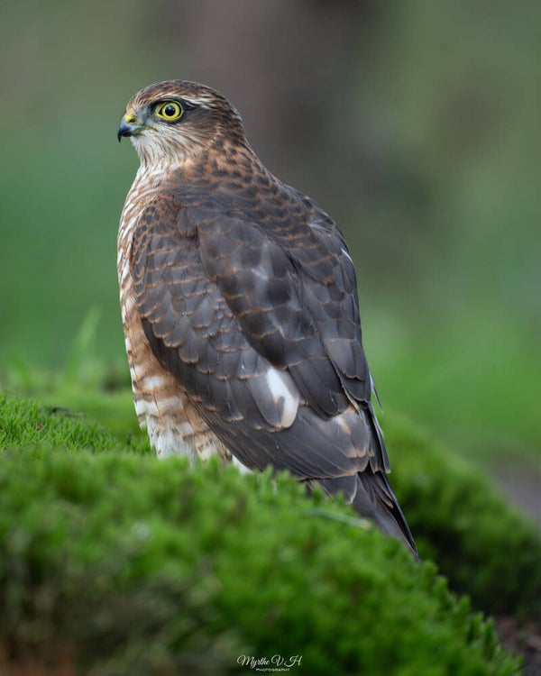 Sparrowhawk - sperwer