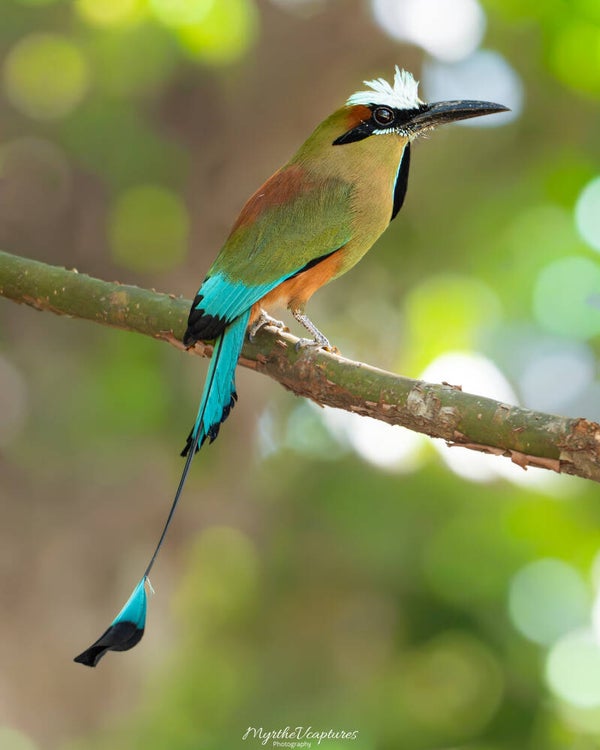 Turquoise-browed motmot - wenkbrauwmotmot