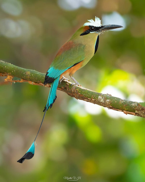 Turquoise-browed motmot - wenkbrauwmotmot