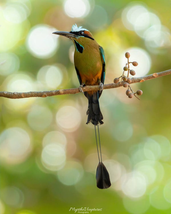 Turquoise-browed motmot - wenkbrauwmotmot