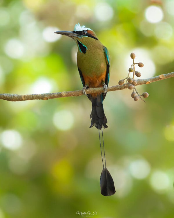 Turquoise-browed motmot - wenkbrauwmotmot