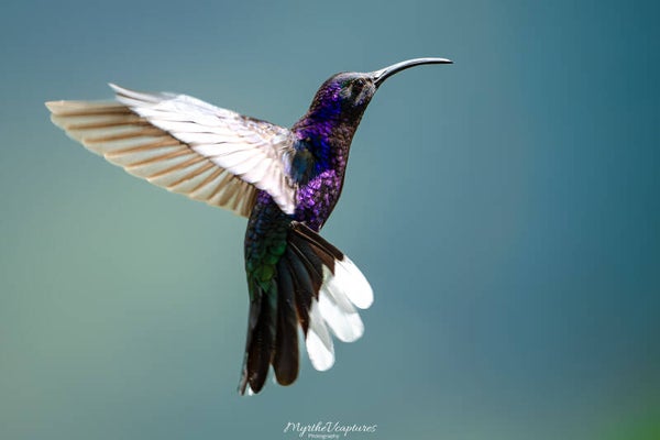 Violet sabrewing hummingbird - violette sabelvleugel