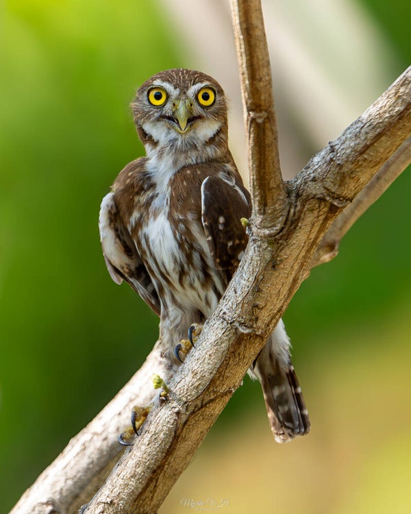 Ferruginous pygmy owl - braziliaanse dwerguil