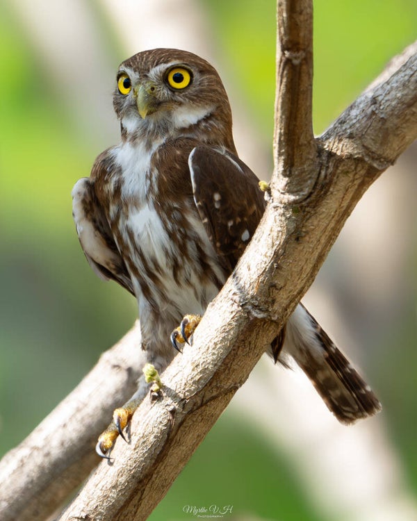 Ferruginous pygmy owl - braziliaanse dwerguil