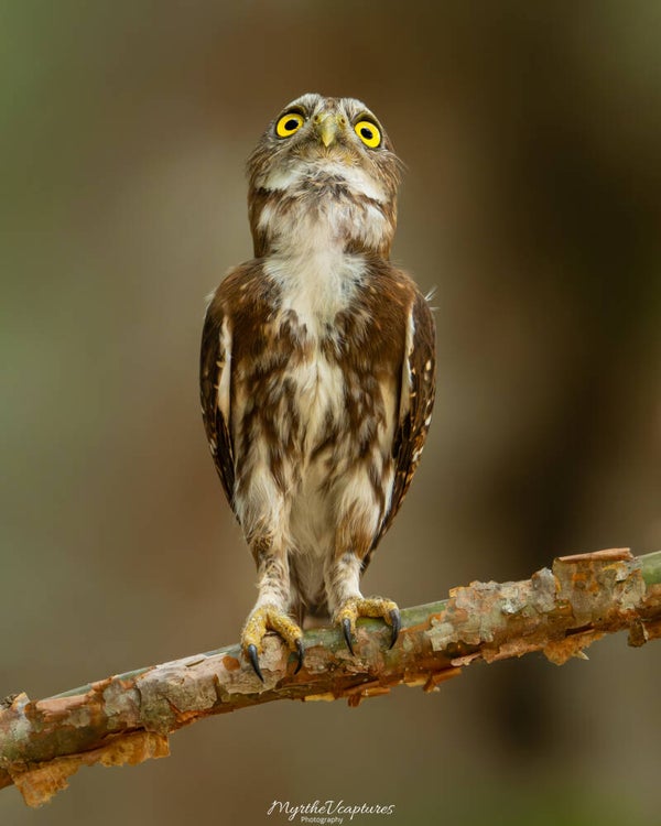 Ferruginous pygmy owl - braziliaanse dwerguil