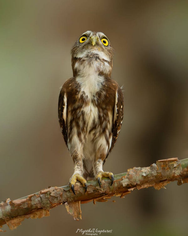 Ferruginous pygmy owl - braziliaanse dwerguil