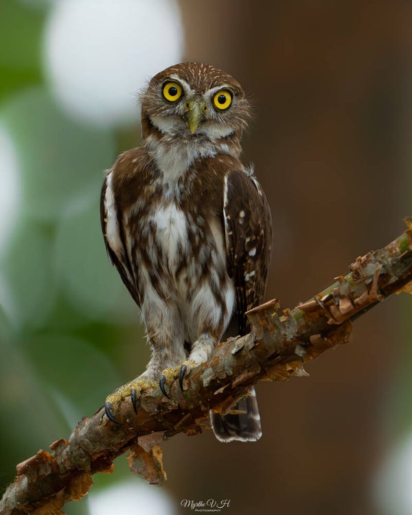 Ferruginous pygmy owl - braziliaanse dwerguil