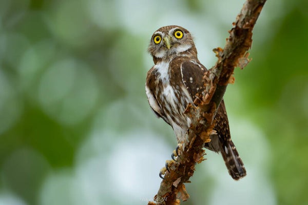 Ferruginous pygmy owl - braziliaanse dwerguil