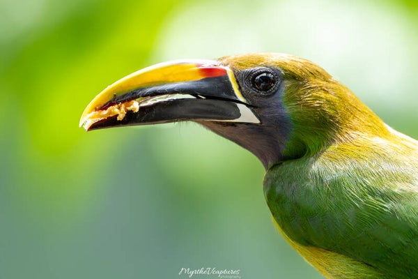 Emerald Toucanet - smaragdarassari