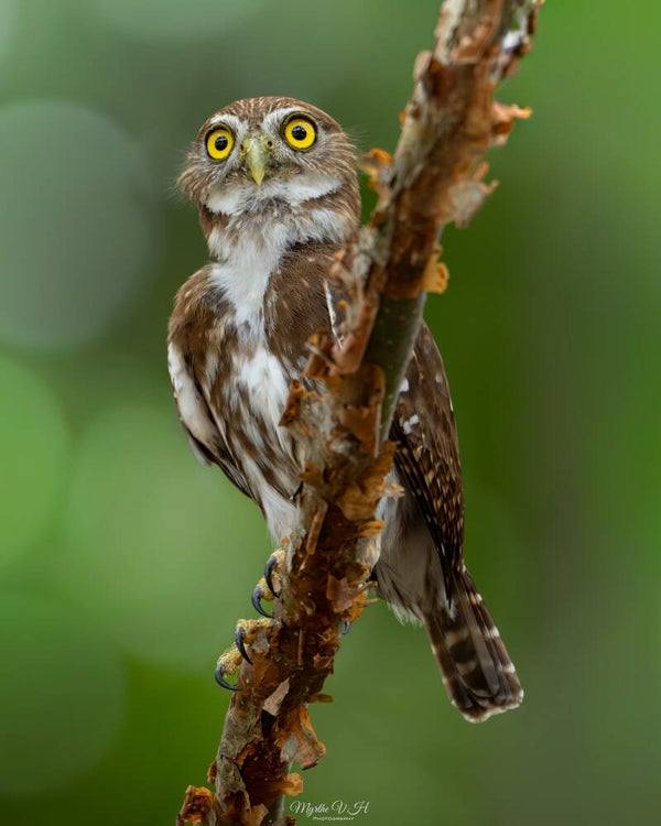 Ferruginous pygmy owl - braziliaanse dwerguil