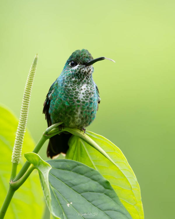 Green crowned brilliant - groenkruinbriljantkolibrie
