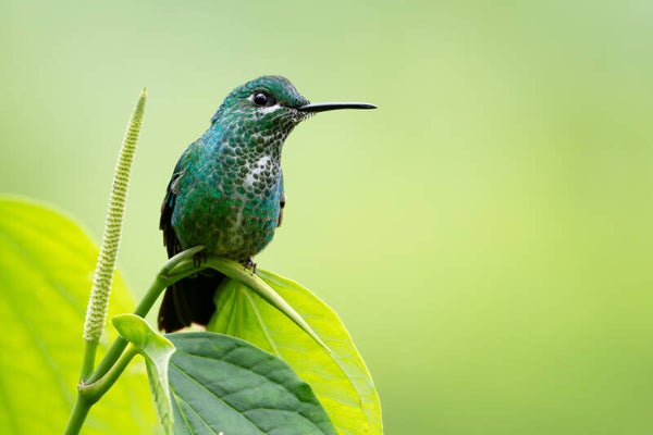 Green crowned brilliant - groenkruinbriljantkolibrie