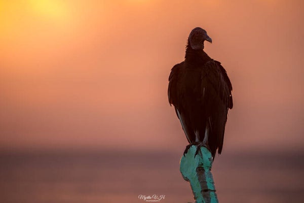 Black vulture - zwarte gier