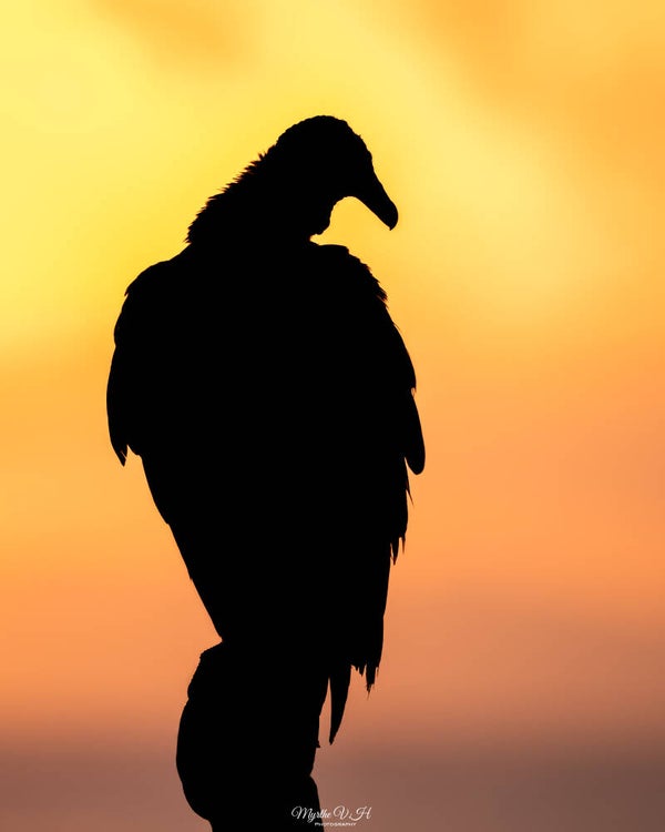 Black vulture - zwarte gier