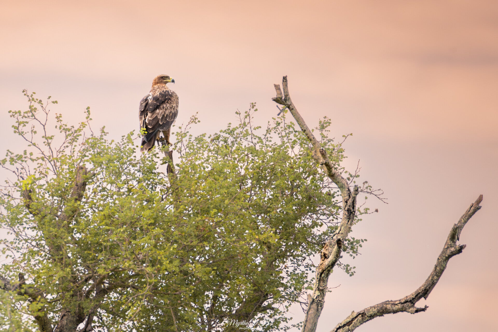 Tawny eagle - savannearend