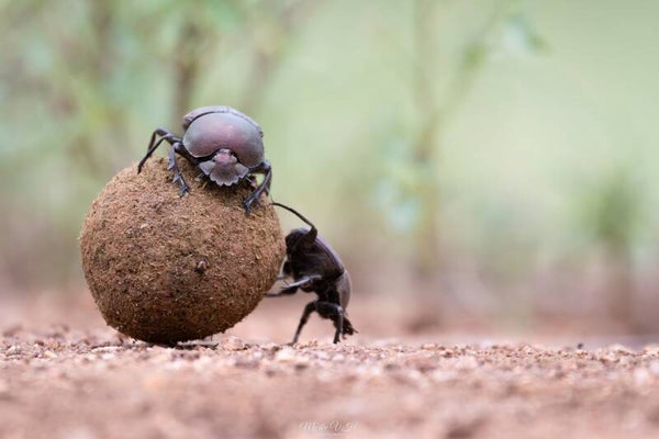 Dung beetle - mestkever