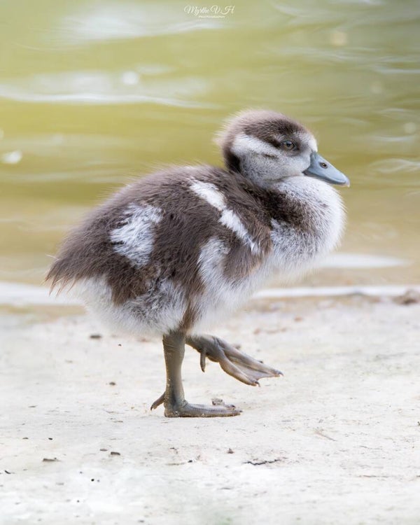 Egyptian goose - nijlgans