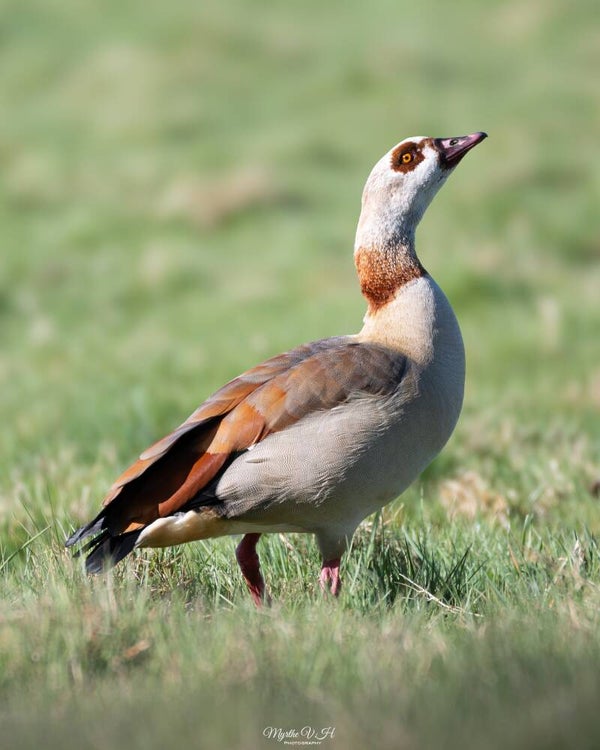Egyptian goose - nijlgans