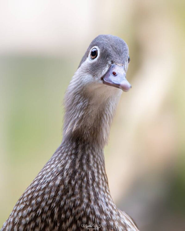 Egyptian goose - nijlgans
