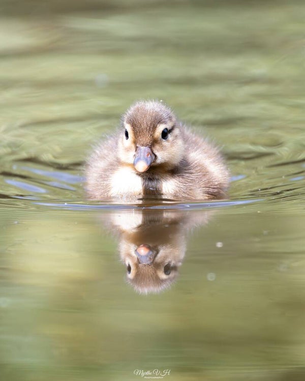 Egyptian goose - nijlgans