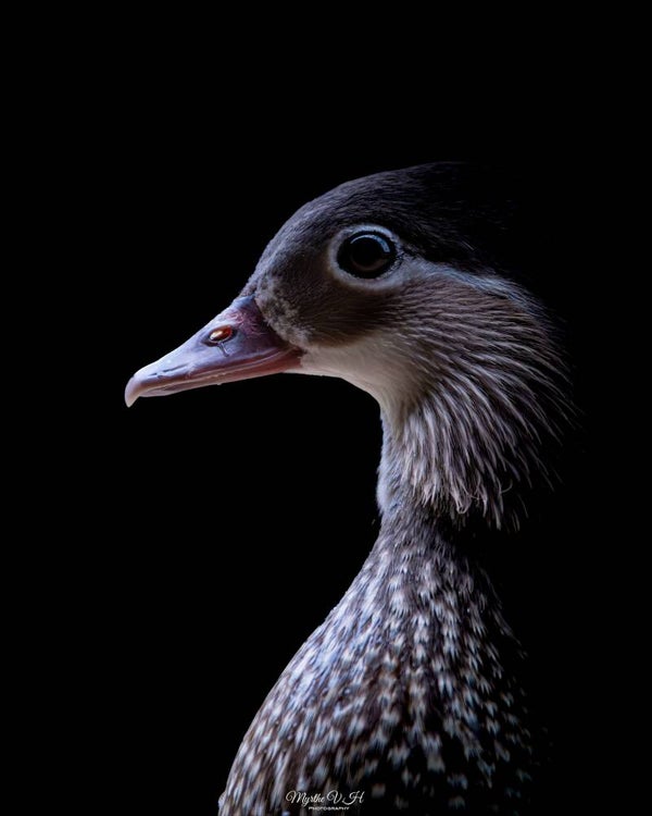 Egyptian goose - nijlgans