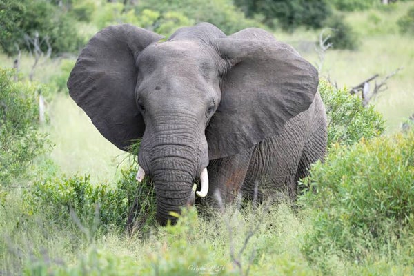 Elephant - olifant