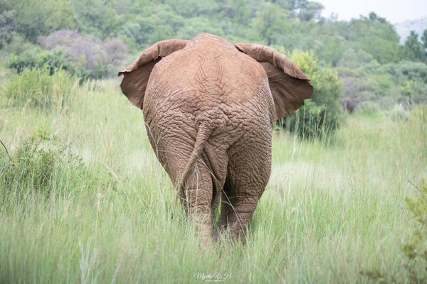 Elephant - olifant