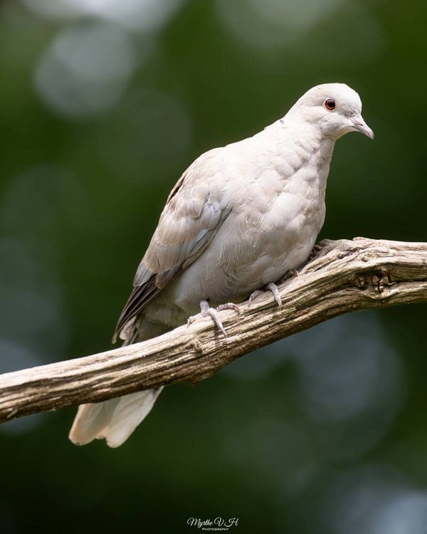 Eurasian collared dove - turkse tortel