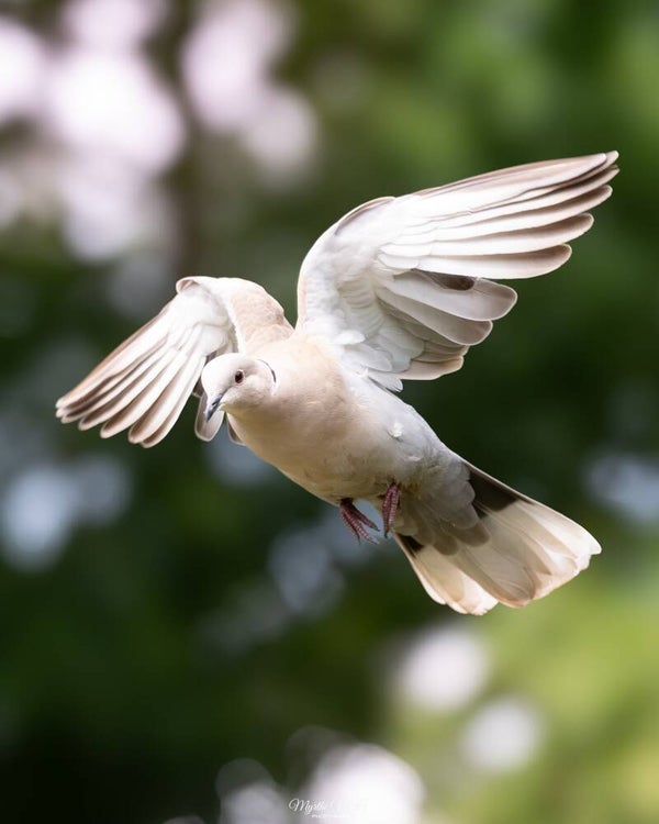 Eurasian collared dove - turkse tortel