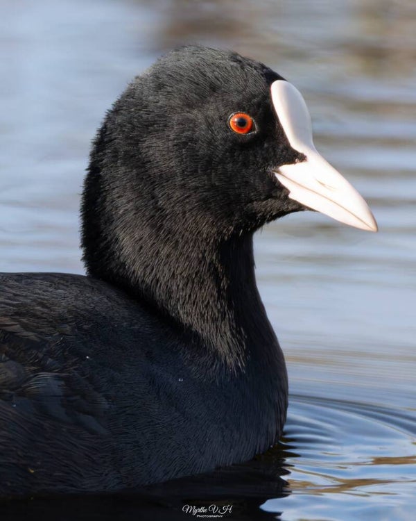 Eurasian coot - meerkoet