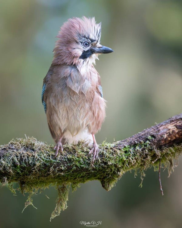 Eurasian jay - gaai