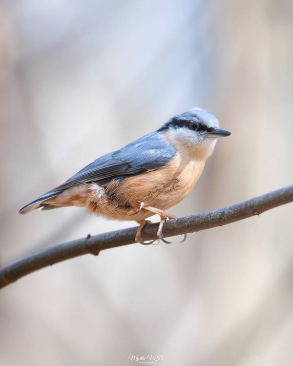 Eurasian nuthatch - boomklever