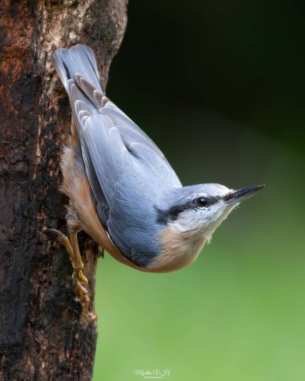 Eurasian nuthatch - boomklever