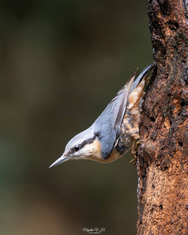 Eurasian nuthatch - boomklever