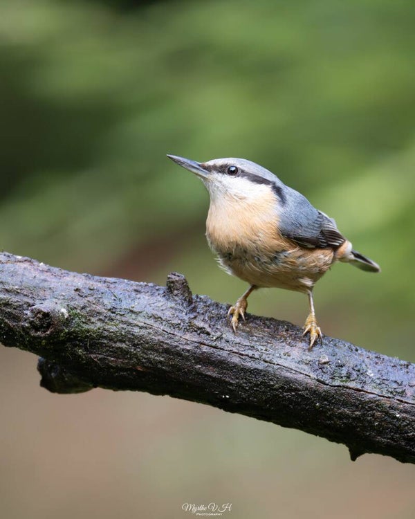 Eurasian nuthatch - boomklever