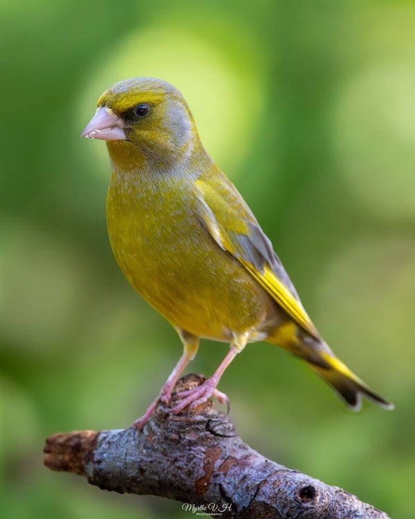 European greenfinch - groenling