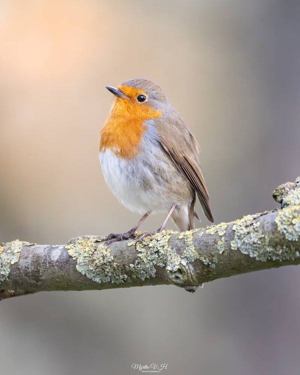 European robin - roodborst