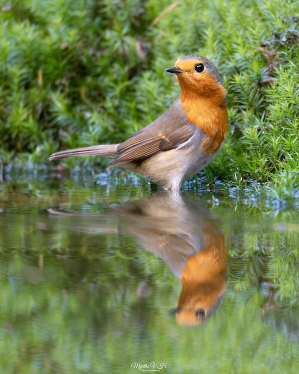 European robin - roodborst