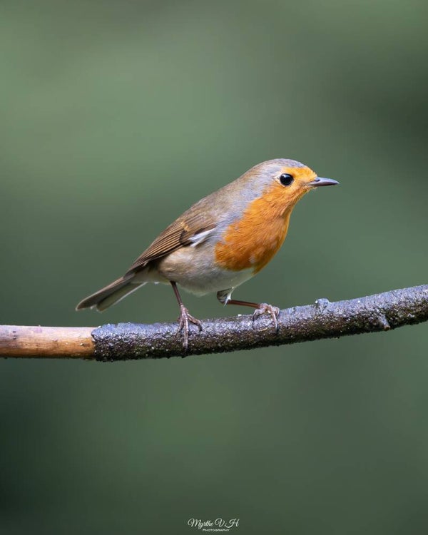 European robin - roodborst