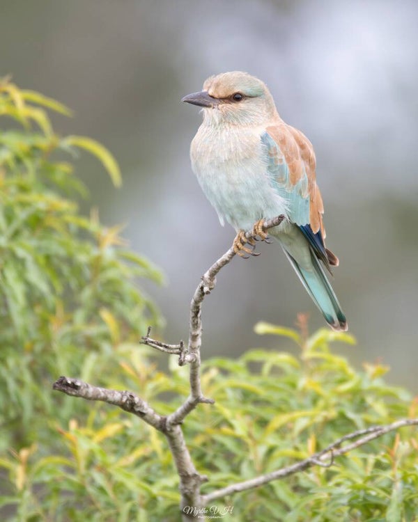 European roller - Europese scharelaar