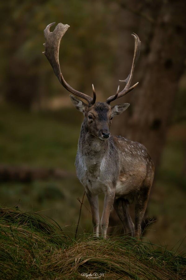 Fallow deer - damhert